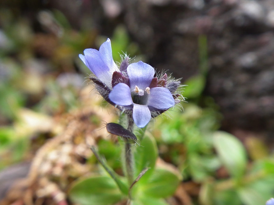 Veronica alpina / Veronica delle Alpi